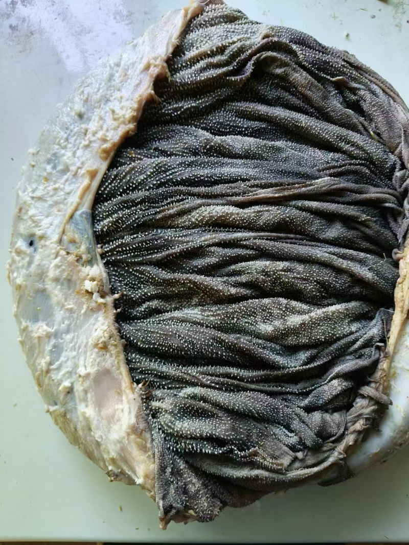 现宰鲜百叶，精修去油，大叶片，不掉毛，长期有货，诚信第一