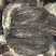 现宰鲜百叶，精修去油，大叶片，不掉毛，长期有货，诚信第一