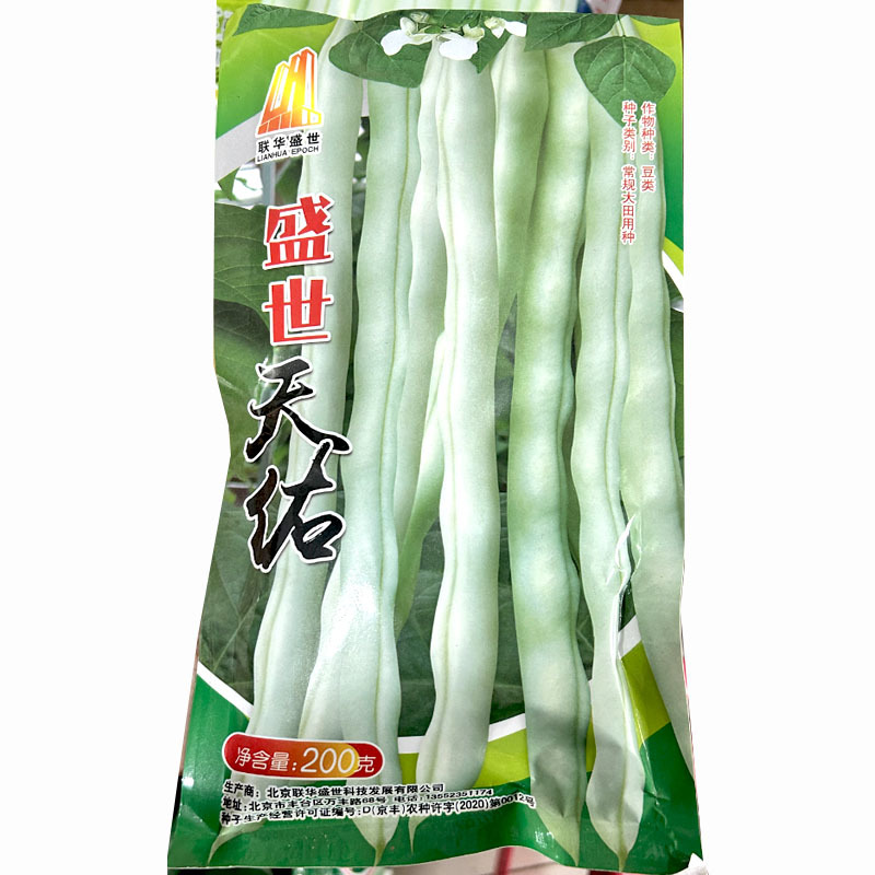 九粒白种子无筋白芸豆纤维少白芸豆摘不败基地