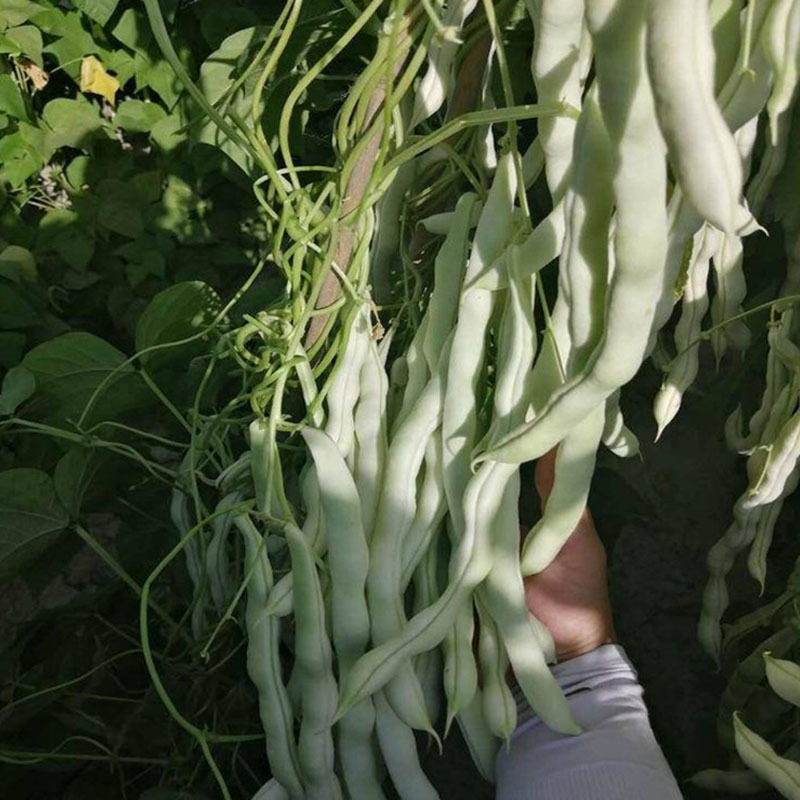 九粒白种子无筋白芸豆纤维少白芸豆摘不败基地