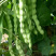 九粒白种子无筋白芸豆纤维少白芸豆摘不败基地