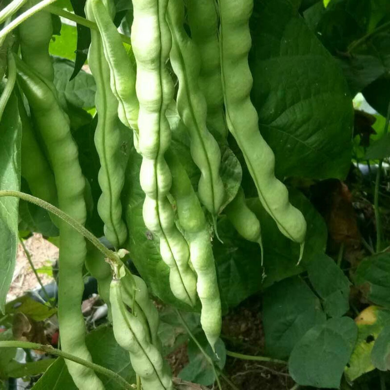 九粒白种子无筋白芸豆纤维少白芸豆摘不败基地