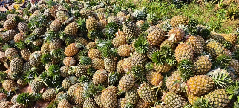 海南金钻凤梨海南菠萝香甜多汁产地直发对接市场商超