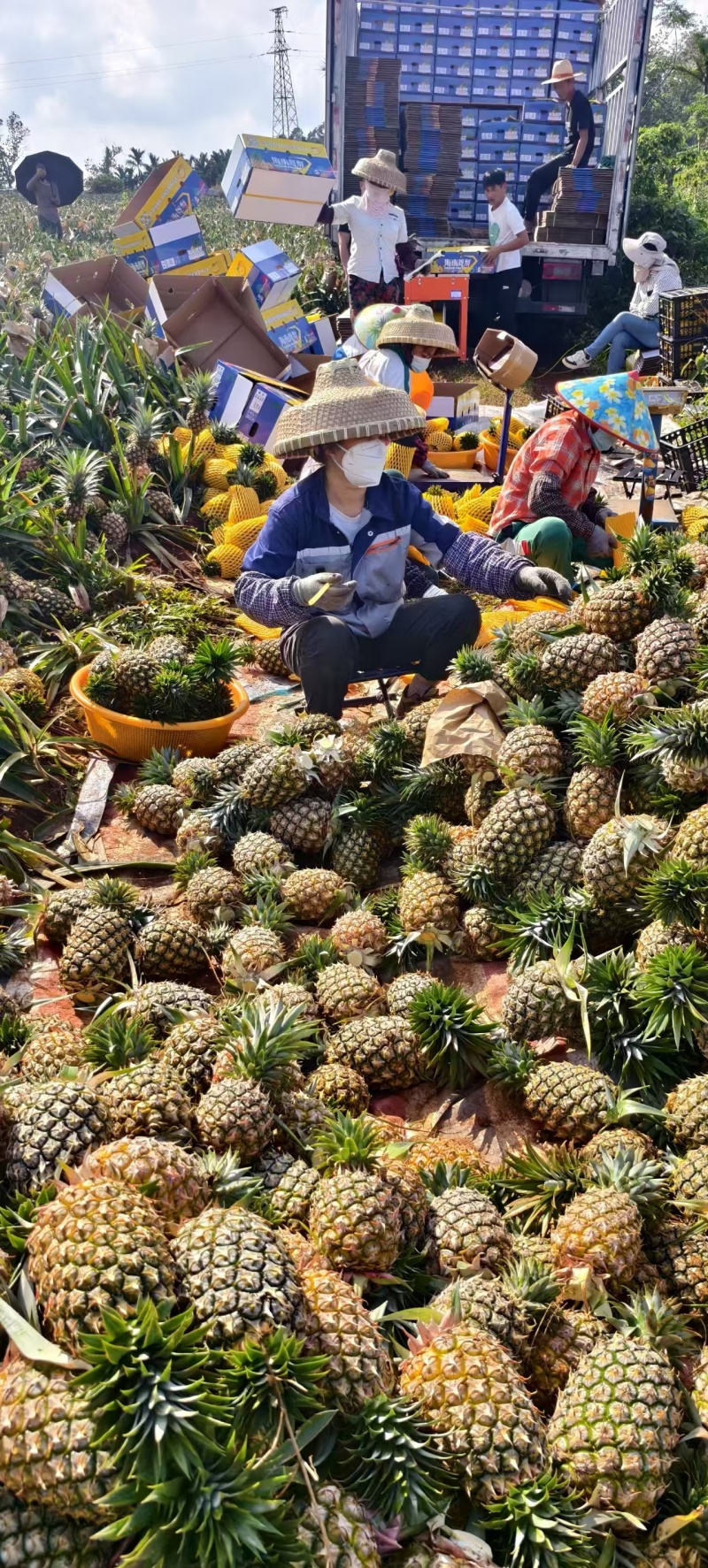 海南金钻凤梨海南菠萝香甜多汁产地直发对接市场商超