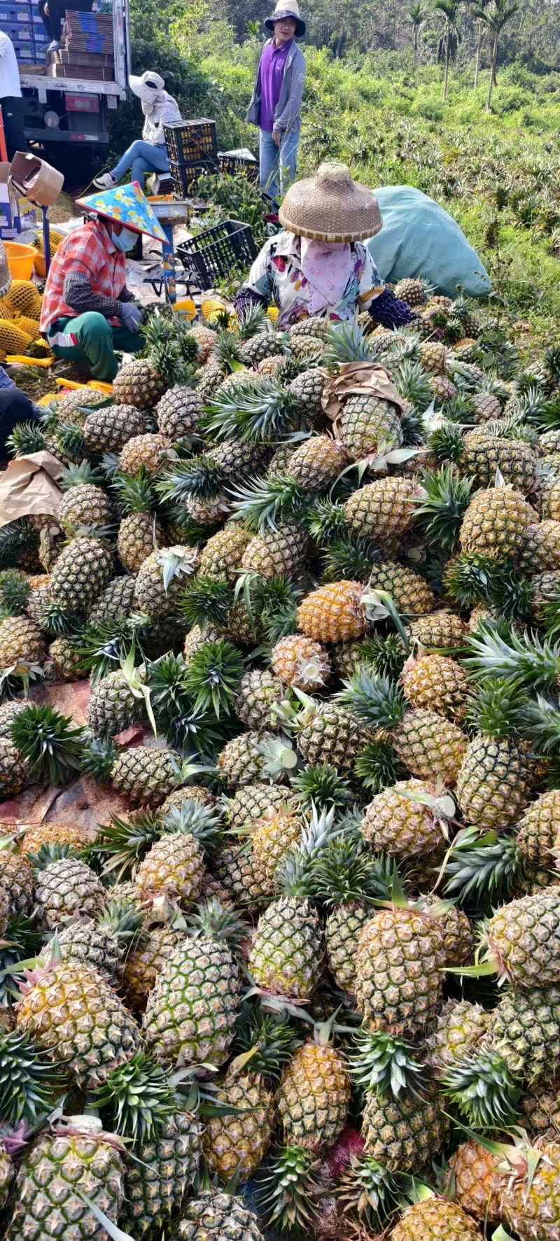 海南凤梨海南金钻凤梨大量供应基地直发保证品质