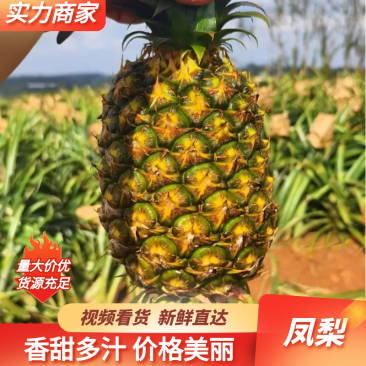 海南金钻凤梨海南菠萝香甜多汁产地直发对接市场商超