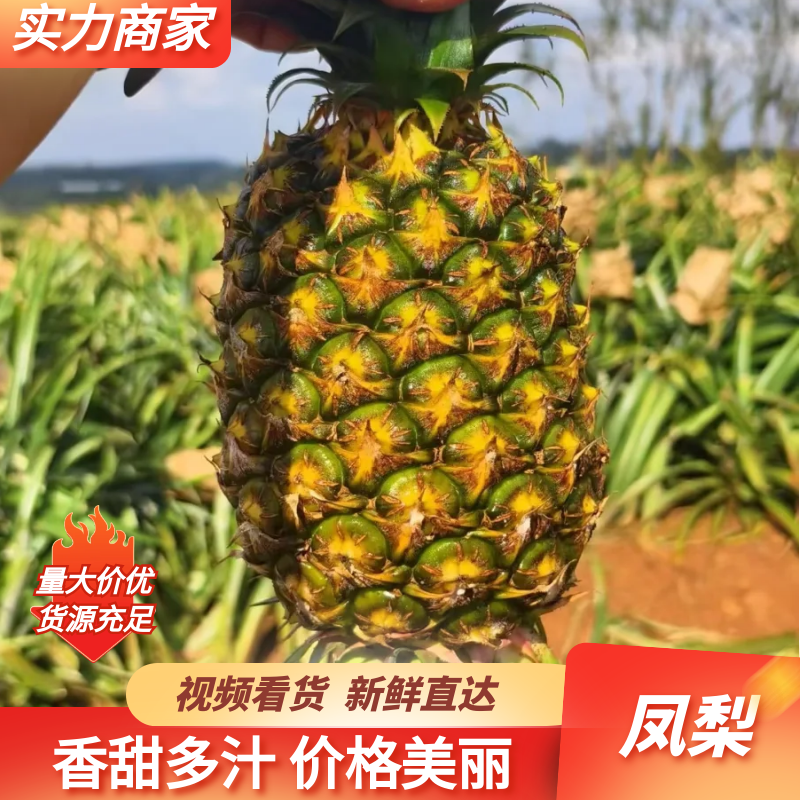 海南金钻凤梨海南菠萝香甜多汁产地直发对接市场商超