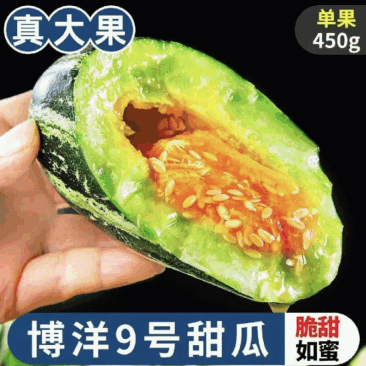 博洋9号甜瓜苗博洋9嫁接甜瓜苗博洋甜瓜苗嫁接甜瓜