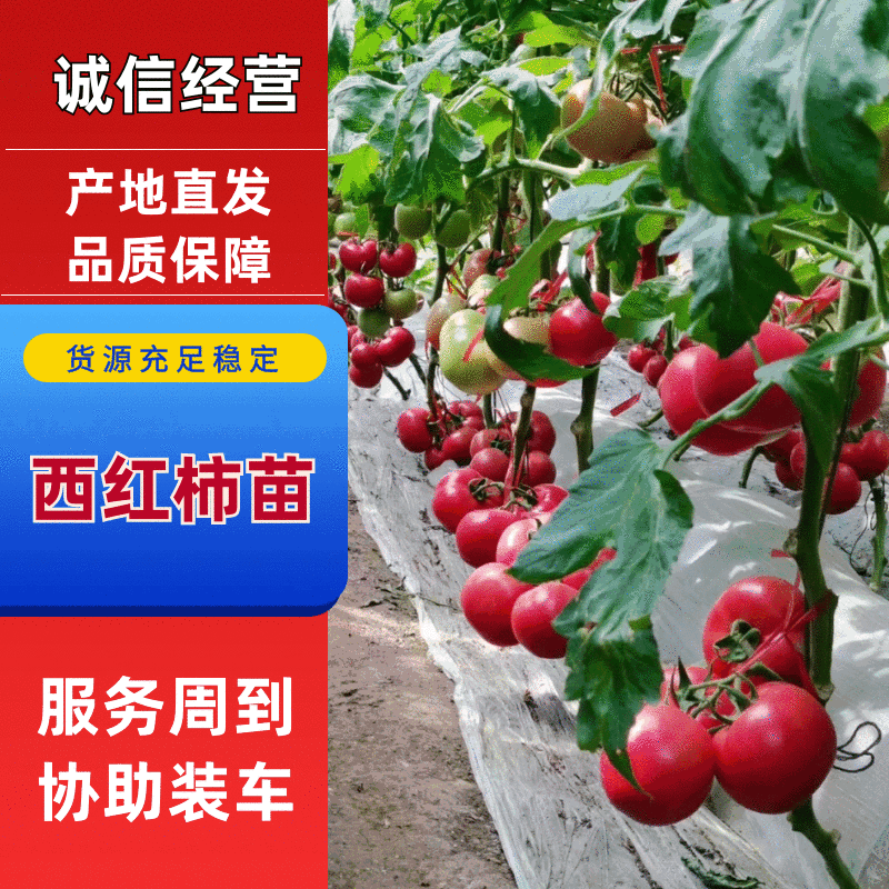 【实力推荐】大果硬粉西红柿苗。硬度好耐运输，抗病毒