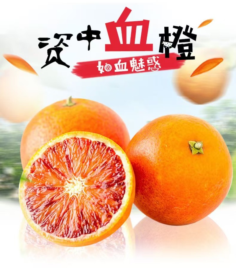 四川血橙精品橙子产地直发皮薄多汁量大从优对接全国
