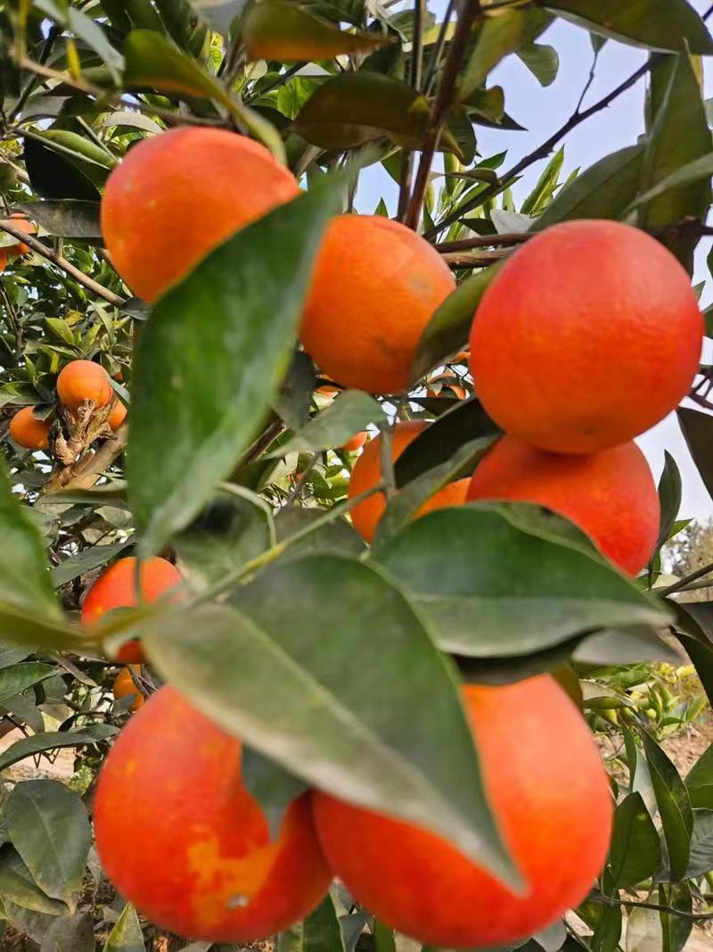 四川血橙精品橙子产地直发皮薄多汁量大从优对接全国