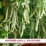 架芸豆种子九粒白四季豆种子嫩荚肉厚鲜嫩白而不老