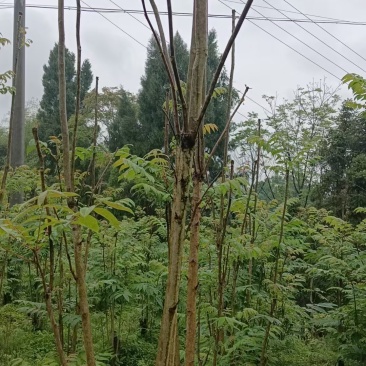 纯正红油香椿苗四川产地一手货源产品直销成活率高