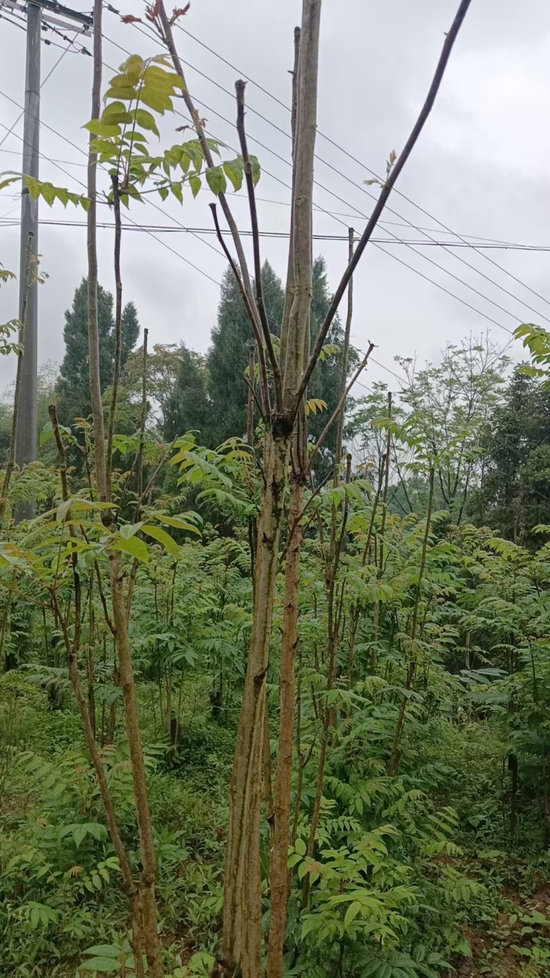 纯正红油香椿苗四川产地一手货源产品直销成活率高