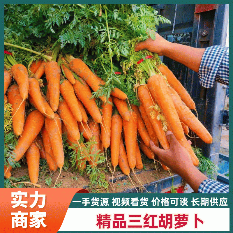 【推荐】精品胡萝卜一手货源产地直发货源充足欢迎咨询