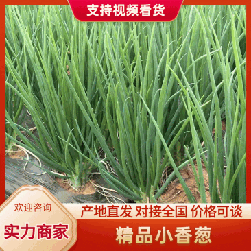 精品香葱，小香葱，直供市场，商超，大量有货，货发全国