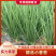 精品香葱，小香葱，直供市场，商超，大量有货，货发全国