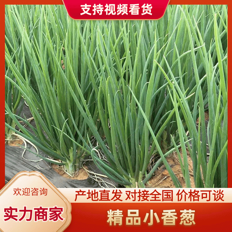 精品香葱，小香葱，直供市场，商超，大量有货，货发全国