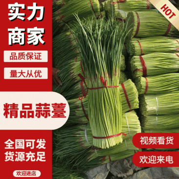 河南精品蒜薹，产地直发，质量上等，量大优惠，欢迎来电询价