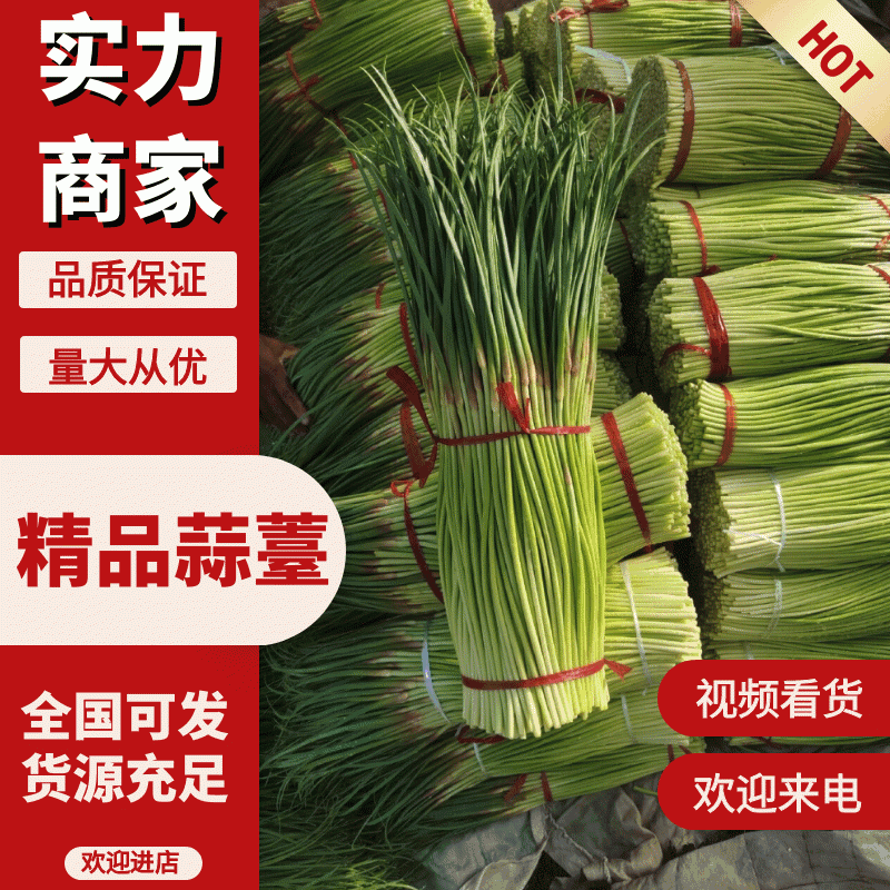 河南精品蒜薹，产地直发，质量上等，量大优惠，欢迎来电询价