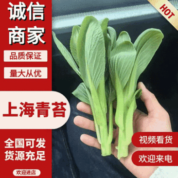 安徽油菜苔上海青苔菜心菜苔广东菜心基地现货供应中