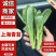 安徽油菜苔上海青苔菜心菜苔广东菜心基地现货供应中
