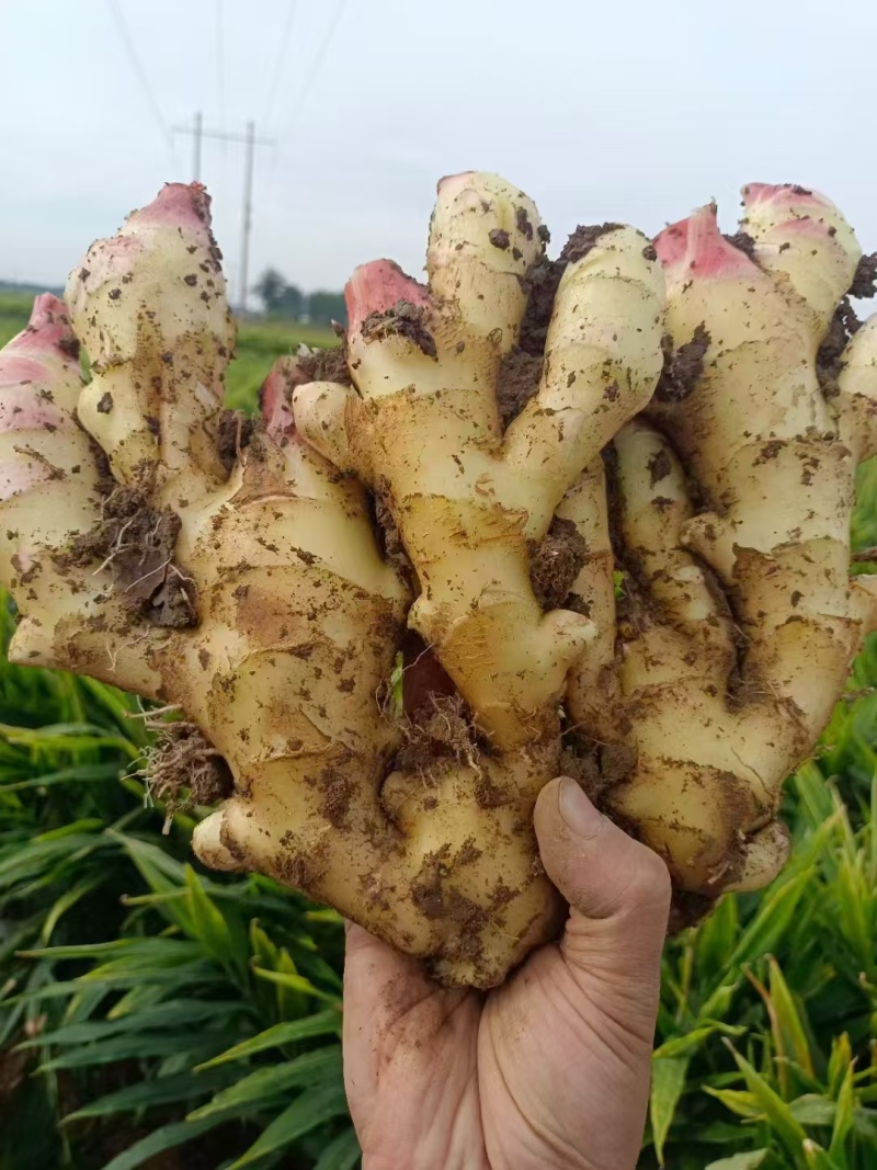 陕西大黄姜，小黄姜，生姜产地批发，量大质优一手货源