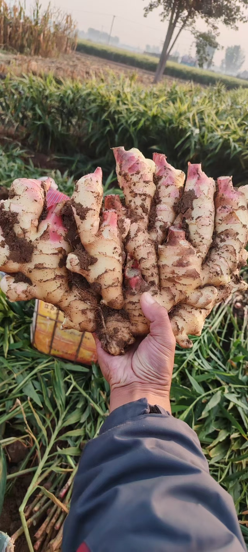 陕西大黄姜，小黄姜，生姜产地批发，量大质优一手货源