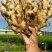 陕西大黄姜，小黄姜，生姜产地批发，量大质优一手货源