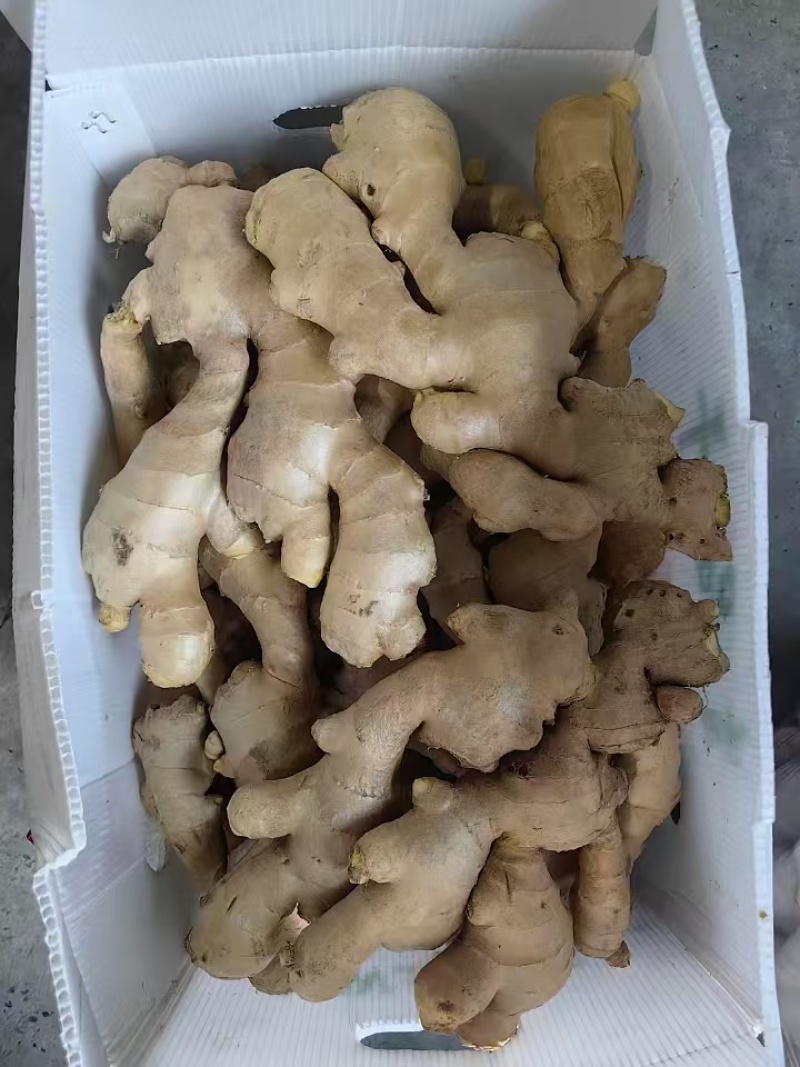 陕西大黄姜，小黄姜，生姜产地批发，量大质优一手货源