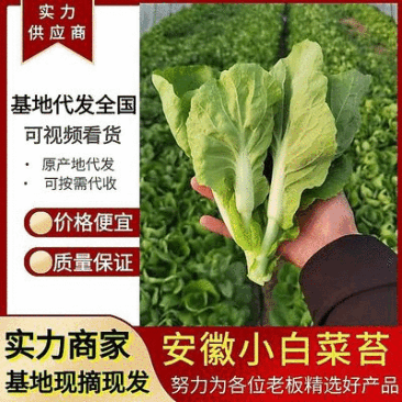 《白菜苔》小白菜苔安徽菜苔毛白菜苔常年供应一条龙服务