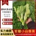 《白菜苔》小白菜苔安徽菜苔毛白菜苔常年供应一条龙服务