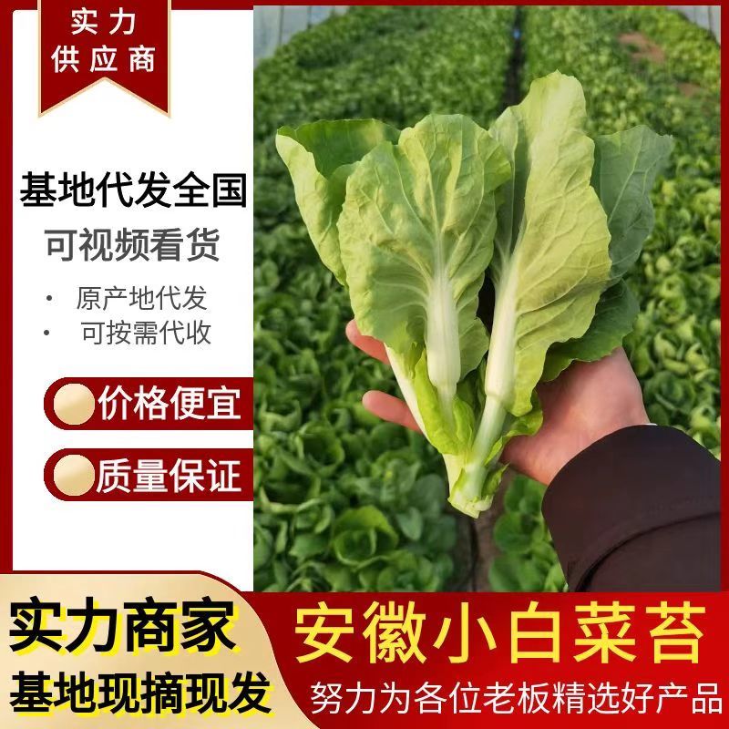 《白菜苔》小白菜苔安徽菜苔毛白菜苔常年供应一条龙服务