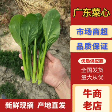 迟菜心,广东菜心,产地直发,常年有货,代发代办