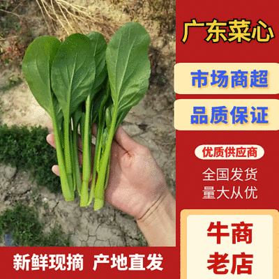 迟菜心，广东菜心，产地直发，常年有货，代发代办