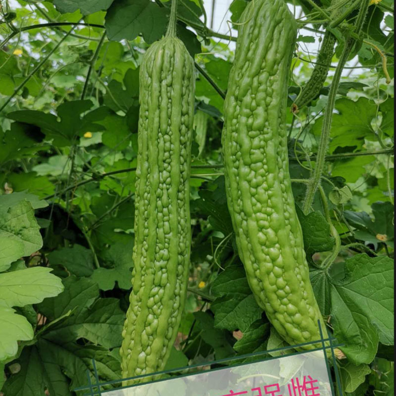 绿丰收苦瓜种子早春肉质嫩翠口味适中心腔小果肉厚