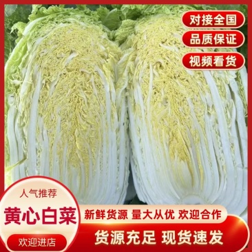 白菜黄心白菜江苏产区直发对接全国电商商超批发市场