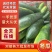 【精选】冬瓜江苏产区直发保质保量对接全国市场电商