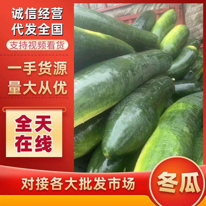 【精选】冬瓜江苏产区直发保质保量对接全国市场电商