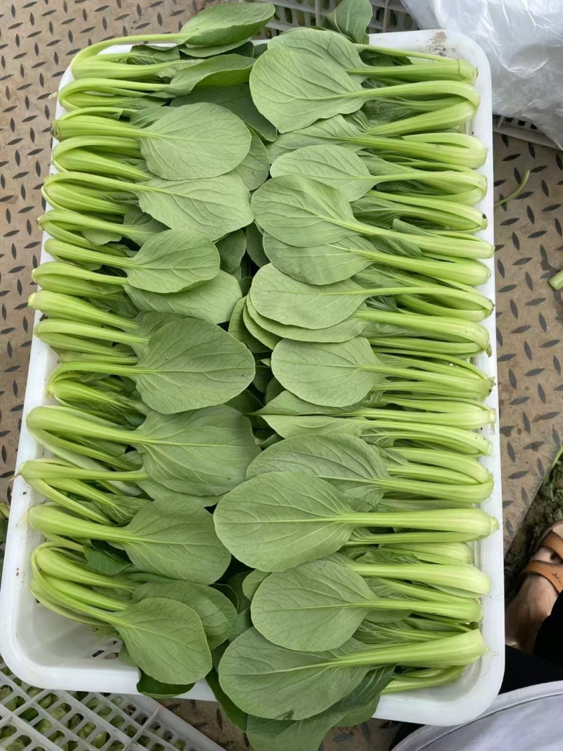 【热卖中】江苏上海青小油菜万亩基地对接全国批发商老板