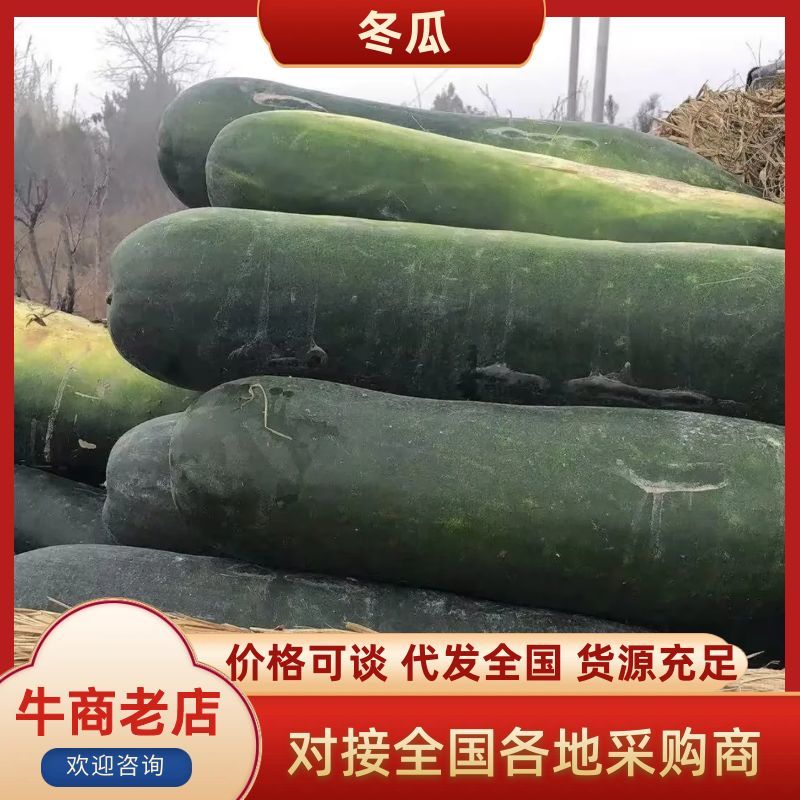【推荐】冬瓜盐城冬瓜直发保质保量供货发货全国
