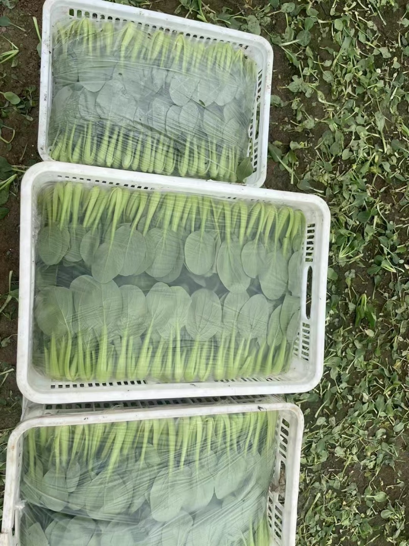 【热卖中】江苏上海青小油菜万亩基地对接全国批发商老板