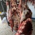 鄂尔多斯本地牛肉土牛肉整只宰杀发货全国发货