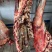鄂尔多斯本地牛肉土牛肉整只宰杀发货全国发货