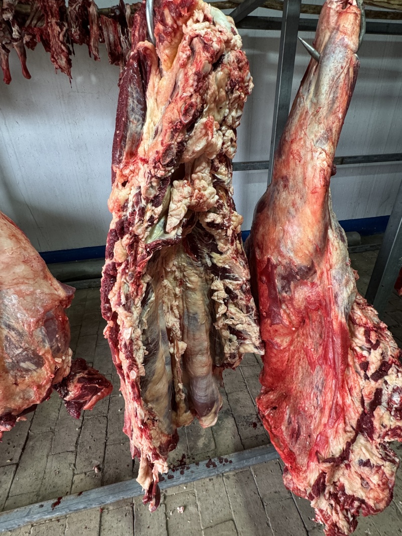 鄂尔多斯本地牛肉土牛肉整只宰杀发货全国发货