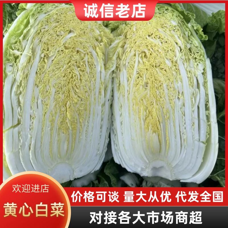 白菜精品黄心白菜产区直发保质保量供货