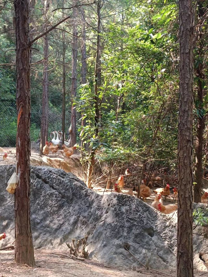 湖南散养土鸡，质量保证，喂五谷杂粮，仙居鸡，麻羽绿壳蛋鸡