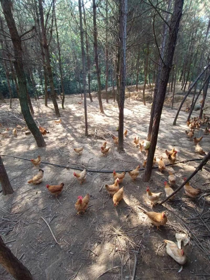 湖南散养土鸡，质量保证，喂五谷杂粮，仙居鸡，麻羽绿壳蛋鸡