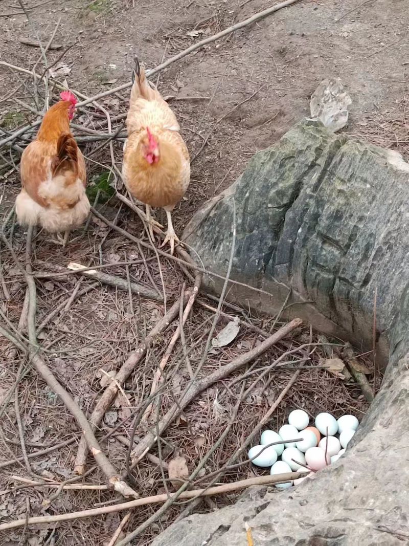 湖南散养土鸡，质量保证，喂五谷杂粮，仙居鸡，麻羽绿壳蛋鸡