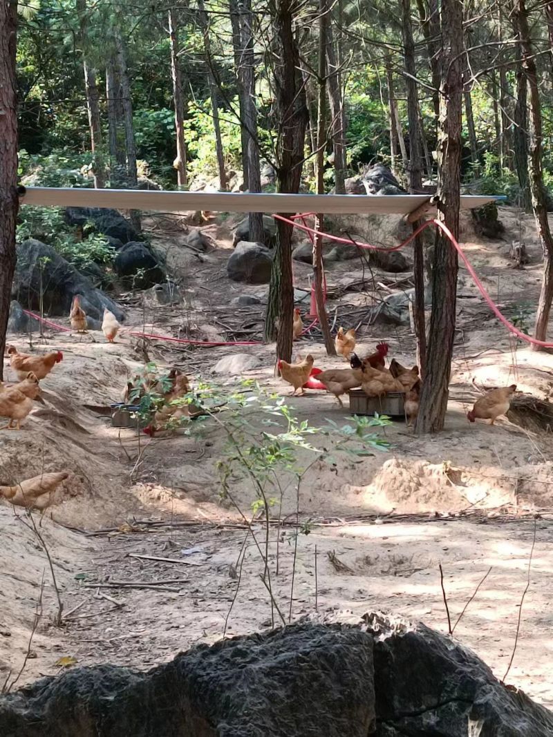 湖南散养土鸡，质量保证，喂五谷杂粮，仙居鸡，麻羽绿壳蛋鸡